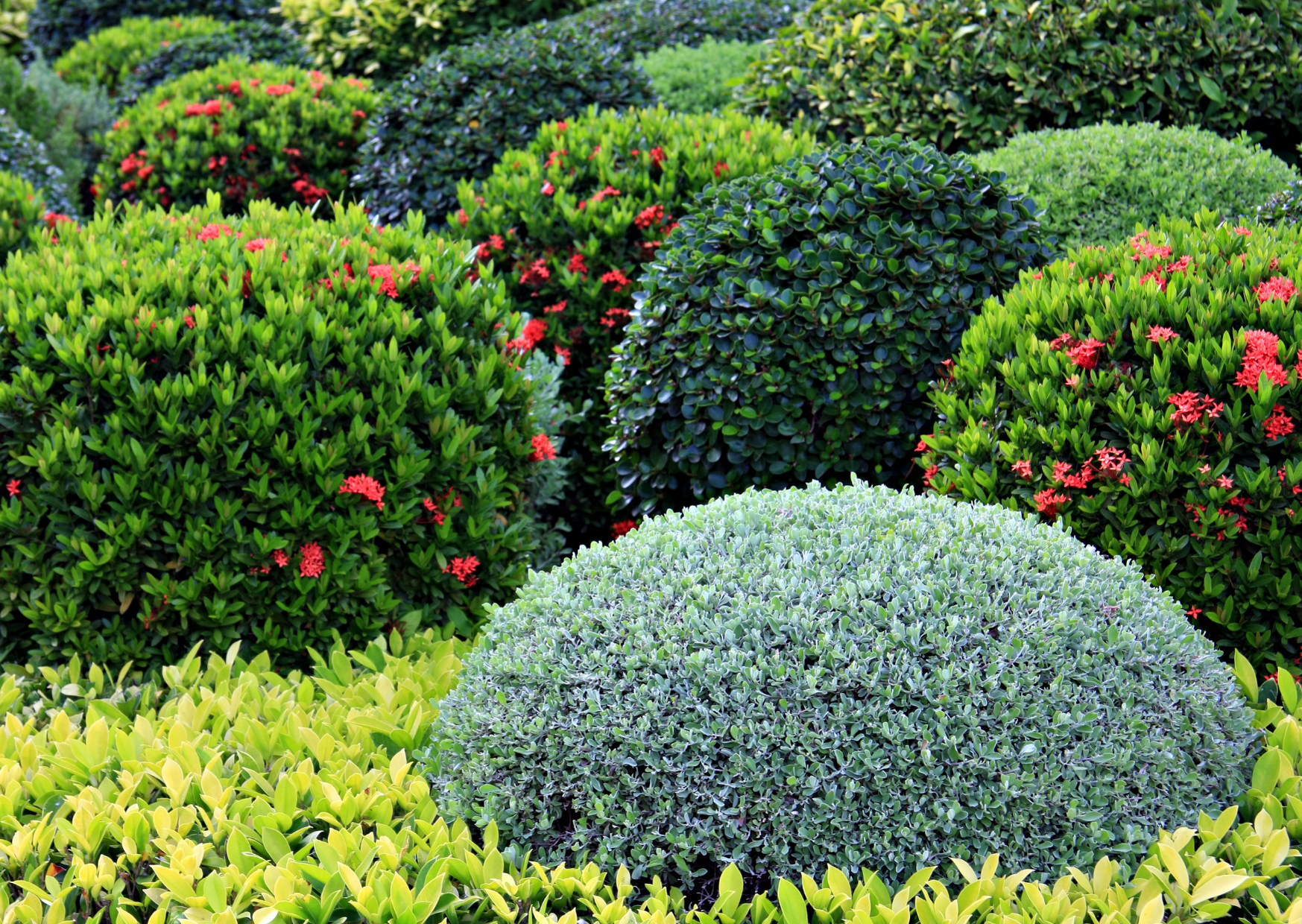 Servizi di giardinaggio